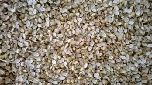 Split Coriander Seeds