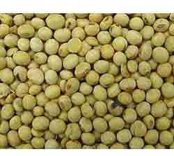 Soybean Seeds