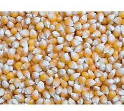 Yellow maize, Storage : Cool, Dry Place
