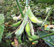 Soybean, Brand Name : HUIXIN