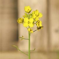 Mustard Stalk