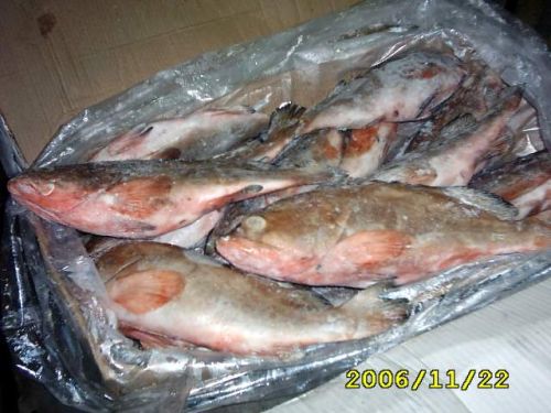 Frozen Cod Fish