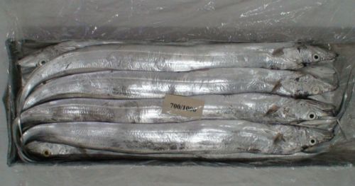 Sea Frozen Round Ribbon Fish