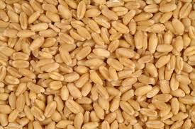 Wheat Seeds