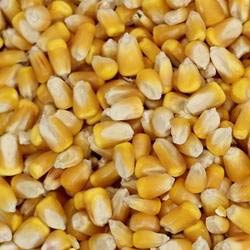 Yellow maize seeds, Moisture Ratio : 12%