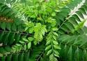 Curry leaves, Application : Medicine Use