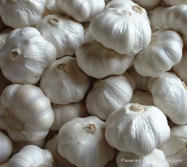 Fresh Garlic, Color : White