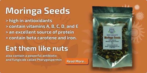 Moringa seeds, Packaging Size : 25Kg