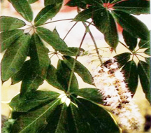 Horse Chestnut P E, Brand Name : Huixin