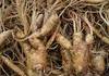 Ginseng Root