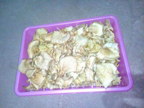 Dried Oyster Mushroom