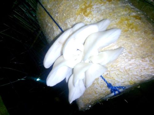 Fresh Oyster Mushrooms