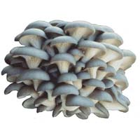 Oyster Mushrooms