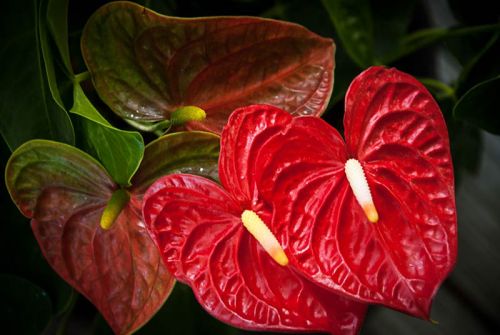 Anthurium Flowers, For Gifting, Decoration, Occasion : Birthday, Weddings