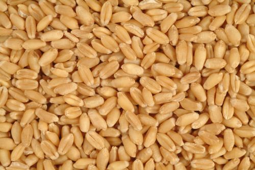 Wheat seeds, Feature : Purity, Non Harmul, Healthy
