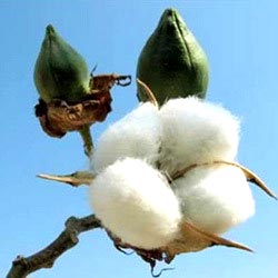 Raw cotton, Usage : Cotton Wicks