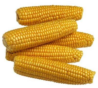 Common Yellow Maize Seeds, For Animal Feed, Animal Food, Bio-fuel Application, Cattle Feed, Human Consuption
