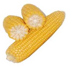 Yellow Maize