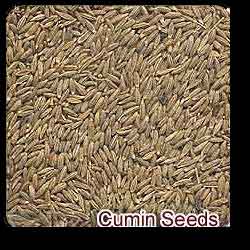 Cumin Seeds
