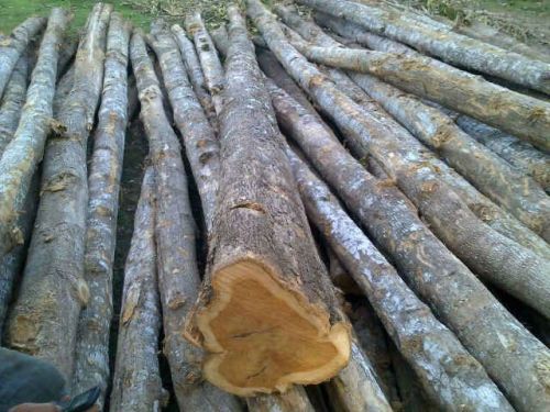 Teak wood logs, Shape : Round