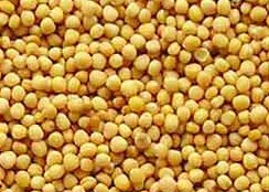 Yellow Mustard Seeds, Cultivation Type : Organic