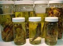 Plastic Hard Zoological Specimens, For Storage, Feature : Good Quality, High Strength, Leak Proof