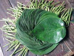 Fresh Betel Leaves