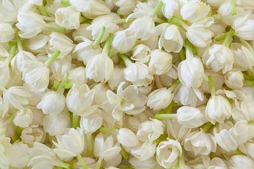 Fresh Jasmine Flower