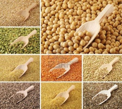 Food grains, Shelf Life : 1yr