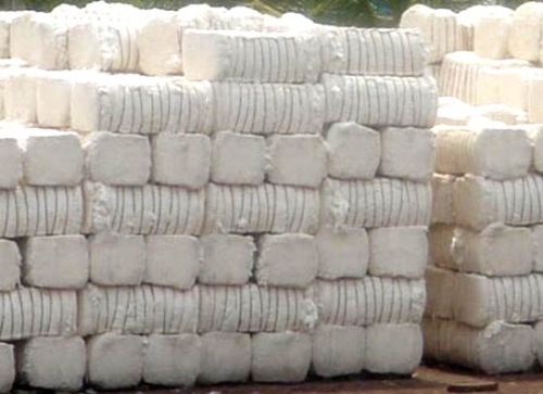 Cotton Bales, For Filling Material, Yarn Making, Purity : 99% Purity