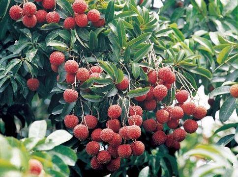 Litchi