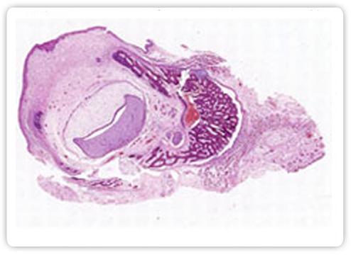 Prepared Microscopy Glass Slides