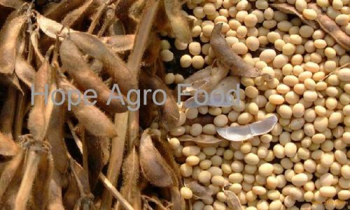 Dry Soybean Seeds
