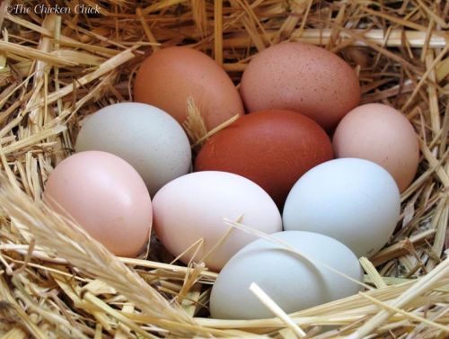 Poultry Eggs