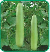 R05 Bottle Gourd