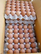 Chicken Egg, Usage : Human Consumption