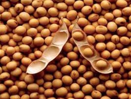 Organic Soybean Seeds, For Human Consumption, Style : Natural