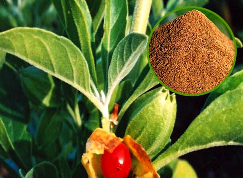 Ashwagandha Extracts