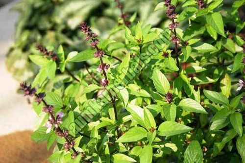 Basil Leaves