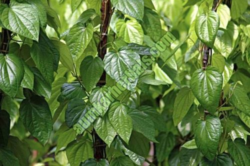 Betel Leaves