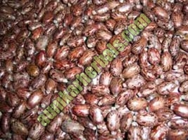 Castor seeds, Usage/Application : Agriculture