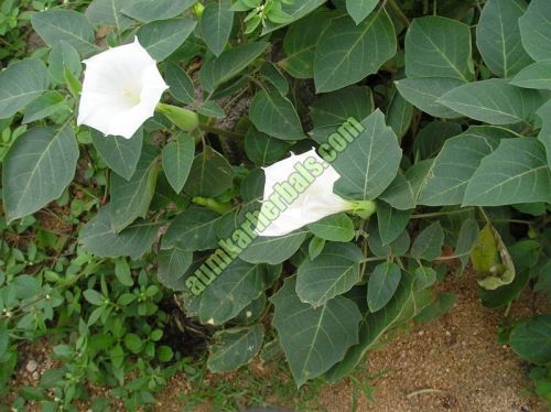 Datura Metel