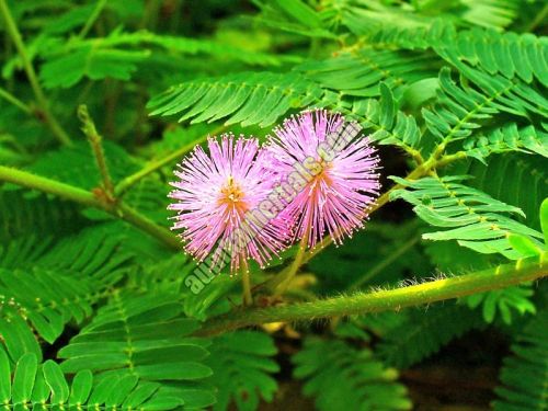 Mimosa Pudica