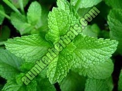 Mint Leaves