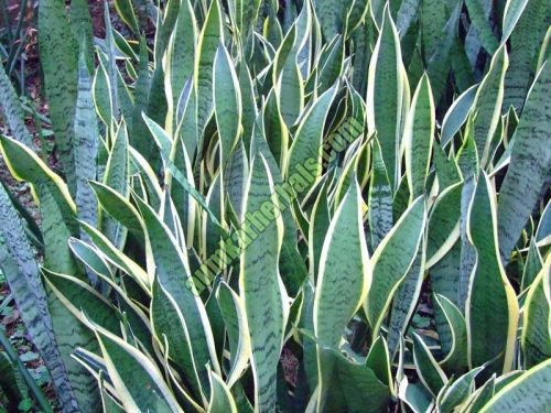 Snake Plant