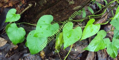 Tinospora Cordifolia