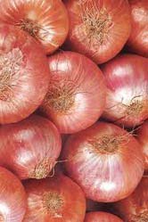 Fresh Nasik Onion