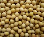 Soya Beans