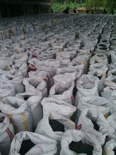 Copper Concentrate, Grade : 4% up