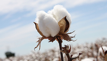Cotton